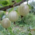 Descrizione della varietà di uva spina zucchero bielorusso, semina e cura