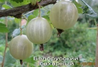 Opis odrody bieloruského cukru egrešov, výsadby a starostlivosti o ne