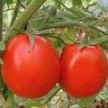 Tomaattilajikkeen kuvaus Menestys, ominaisuudet ja suositukset viljelyyn