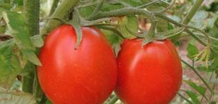 Opis odmiany pomidora Sukces, cechy i zalecenia dotyczące uprawy