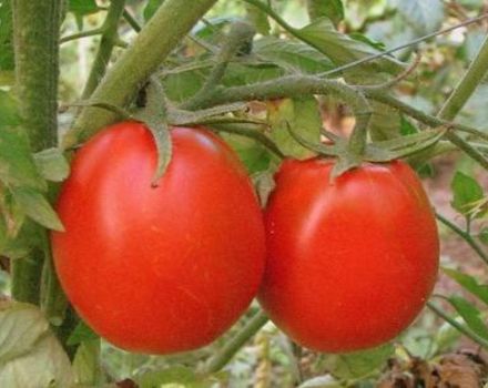 Tomaattilajikkeen kuvaus Menestys, ominaisuudet ja suositukset viljelyyn