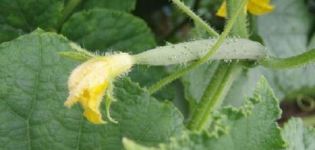 Why cucumbers grow poorly in open ground and in a greenhouse, what to do