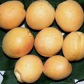 Caratteristiche della varietà di albicocche Dessert, descrizione delle regioni di coltivazione e impollinatori