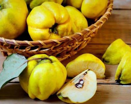 Prečo je quince tak užitočné pre ľudské telo, indikácie a kontraindikácie