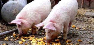 Hvor længe vokser en gris inden slagtning og faktorer, der påvirker hastigheden, hvornår kan du skære