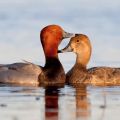 Especies y descripciones de patos salvajes, su hábitat y cómo se reproducen y qué comen