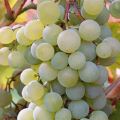 Descripción y características, pros y contras de las variedades de uva Krasa Severa y reglas de cultivo.