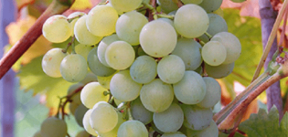 A Krasa Severa szőlőfajták leírása és jellemzői, előnyei és hátrányai, valamint a termesztési szabályok