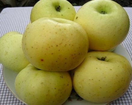 Descripció de la varietat i el rendiment de poma de sucre groc, història de la cria i regions de cultiu