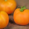 Charakteristika a opis odrody paradajok Peach, jej výnos