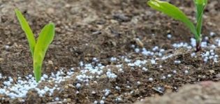 Koje su vrste gnojiva najbolje za grašak i njihov sustav primjene