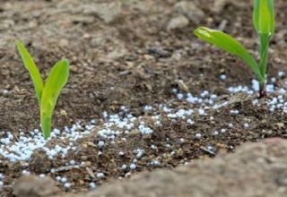 ¿Qué tipos de fertilizantes son mejores para los guisantes y su sistema de aplicación?