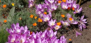Planting and caring for autumn crocus (colchicum) in the open field