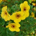 Planting, growing and caring for cinquefoil, how and when to cut