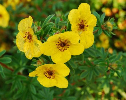 Planting, growing and caring for cinquefoil, how and when to cut
