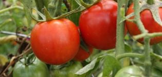 Popis odrůdy rajčete Noble Fat Man f1