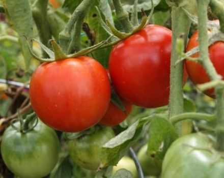 Beskrivelse af tomatsorten Noble Fat Man f1