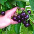 Description of the variety and characteristics of the Raditsa cherry, cultivation and care