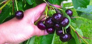 Descripción de la variedad y características de la cereza Raditsa, cultivo y cuidados