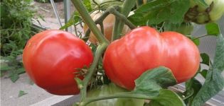Pomidorų veislės Russian Bogatyr charakteristikos ir aprašymas