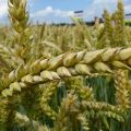 Review and description of popular herbicides for treating wheat from weeds