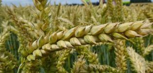 مراجعة ووصف مبيدات الأعشاب الشعبية المستخدمة في معالجة القمح من الحشائش