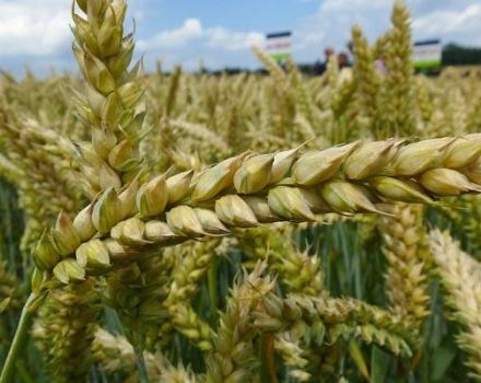 Buğdayın yabani otlardan arıtılması için popüler herbisitlerin gözden geçirilmesi ve açıklaması