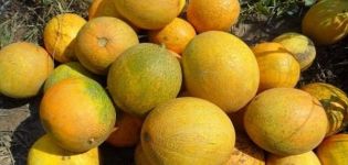 Descripción de la variedad de melón Lada, características de cultivo y cuidado.