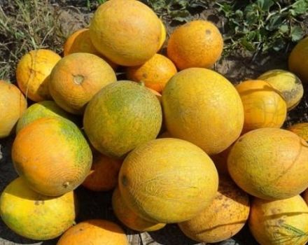 Beskrivelse af Lada-melonvarianten, funktioner ved dyrkning og pleje