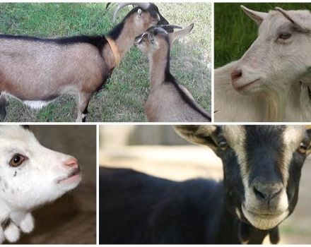 Przeznaczenie kolczyków na szyję kozy i jakie mają rasy