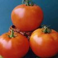 Características del cultivo de variedades de tomate Vologda F1 y su descripción.