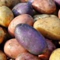 Revisione delle migliori varietà di patate con una descrizione