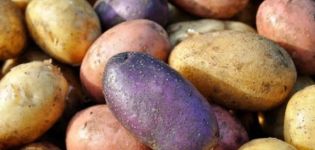 Revisió de les millors varietats de patates amb una descripció