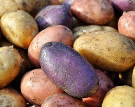 Overzicht van de beste aardappelrassen met een beschrijving