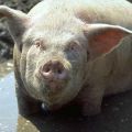Узрочник и симптоми дизентерије код свиња, методе лечења и превенција
