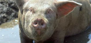 Czynnik sprawczy i objawy czerwonki u świń, metody leczenia i profilaktyki