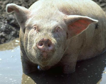 De veroorzaker en symptomen van dysenterie bij varkens, behandelings- en preventiemethoden