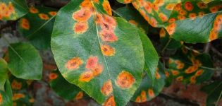 Wat te doen als er gele vlekken op de bladeren van een peer zijn, de oorzaken van de ziekte en de behandeling ervan