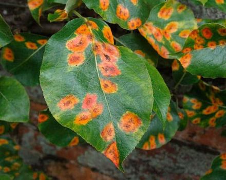 Was tun, wenn sich auf den Blättern einer Birne gelbe Flecken befinden, die Ursachen der Krankheit und ihre Behandlung?