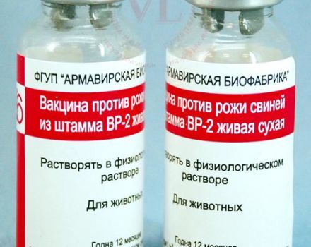 Instructies voor het gebruik van het vaccin tegen erysipelas bij varkens, bijwerkingen en contra-indicaties