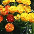 Opis sorte tulipana Double of Beauty Apeldoorn, sadnja i njega