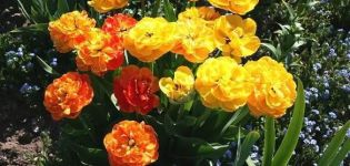 Popis odrůdy tulipánů Double of Beauty Apeldoorn, pěstování a péče