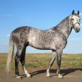 Описание и характеристики на породата Орлов кон, особености на съдържанието