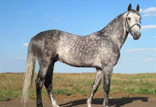Beschrijving en kenmerken van het Oryol-paardenras, kenmerken van de inhoud