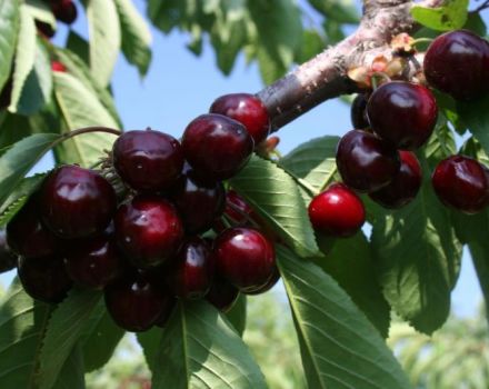 Descrizione e caratteristiche della varietà di ciliegie Odrinka, semina e cura