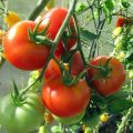 Description and characteristics of the tomato variety Pink gel