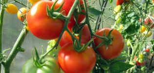 Description and characteristics of the tomato variety Pink gel