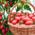 Características y descripción de la variedad de tomate Chio Chio san, su cultivo y rendimiento
