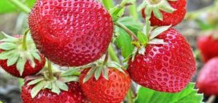 The best varieties of beardless strawberries, reproduction, planting and care