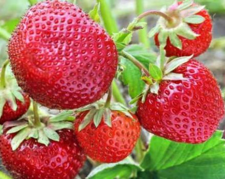 Las mejores variedades de fresas sin barba, reproducción, plantación y cuidado.